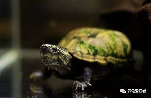 夏日养龟，避暑防晒，水质清洁。