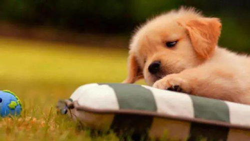 用这篇文章，你Neng轻松把狗狗币存进TP钱包吗？