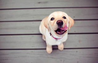 掌握狗狗发情期特征，轻松识别宠物变化。