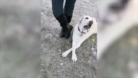 恶搞宠物被撞，它还能笑得出来吗？