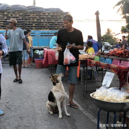 衡阳街头，饿死宠物狗，为何无人施救？