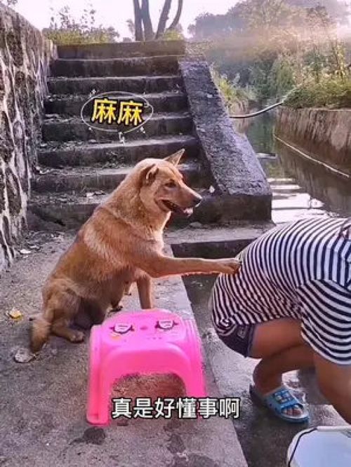 任达华与萌宠狗，谁更忠诚？