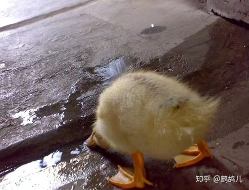 鸭子被当宠物？它会如何应对？