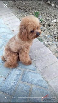 宠物乐园，快乐狗狗集结地