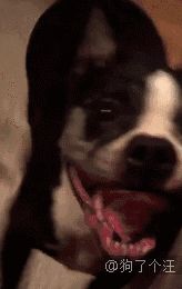 热浪滚滚，宠物狗吐舌头，它是不是在说：这天气，我能怎么办？