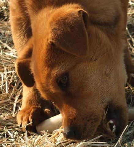农民爷爷送我宠物，这小家伙叫什么名字呢？