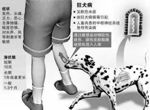 惊悚！宠物狗咬伤主人，悲剧背后隐藏的真相