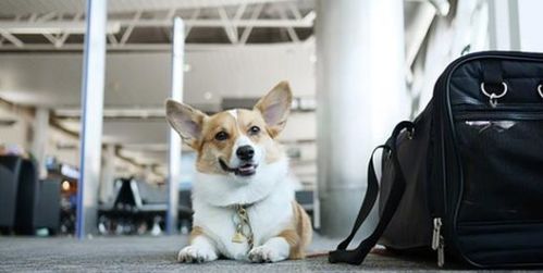 航班允许携带宠物吗？有相关规定需要注意吗？