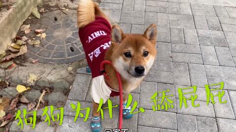 狗狗舔我下面是何原因？