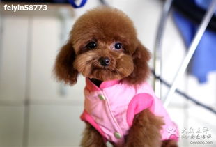 六个月泰迪成长，见证宠物成长瞬间。