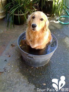 小秦的宠物洗澡，狗狗洗得香喷喷，它却为何突然发抖？