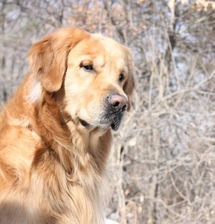 剃毛后狗狗腥味重怎么办？快速解决攻略！