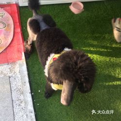 济宁曲阜宠物狗，哪家宠物店最专业？