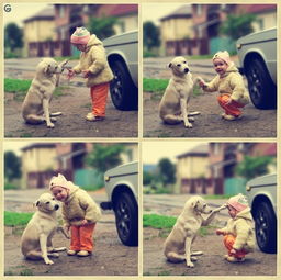 成龙：爱护动物，但为何他反对宠物表演？