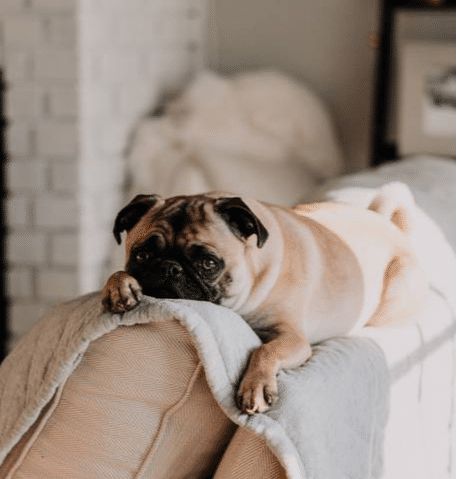 掌握狗狗发情期特征，轻松识别宠物变化。