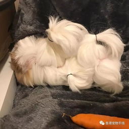 洛阳宠物梳子定制，专宠专用，你选对了吗？