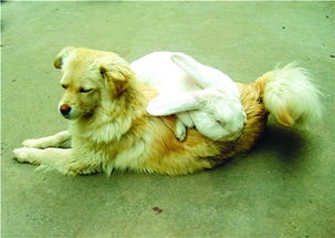 狗狗：今天太阳真大，你猜它会不会中暑？