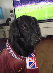 潍坊宠物狗大赛，萌宠齐聚，谁能脱颖而出？