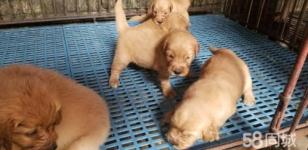 南宁人爱养什么狗狗？金毛还是拉布拉多？