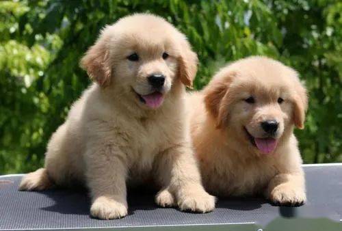 大清密宠，金毛犬影，它究竟隐藏着怎样的秘密？