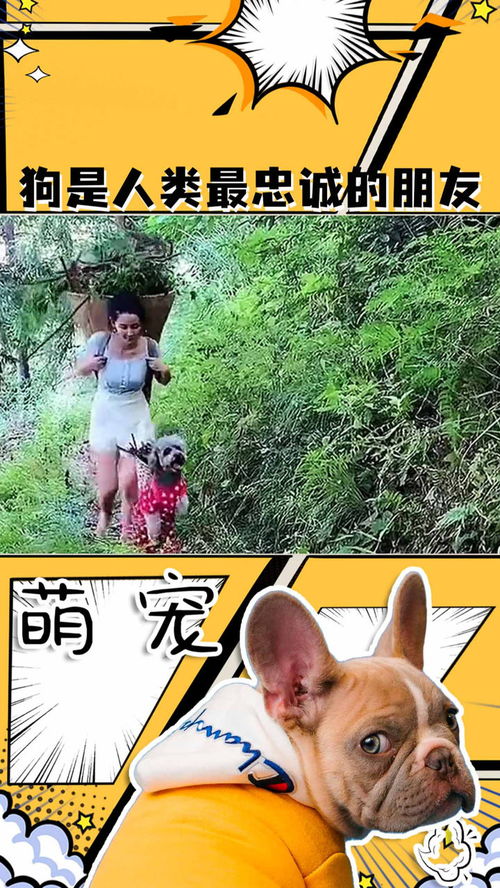 任达华与萌宠狗，谁更忠诚？
