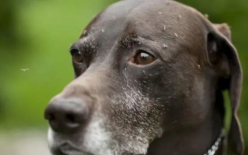 狗狗不怕蚊子叮咬，难道它们有特殊技能？