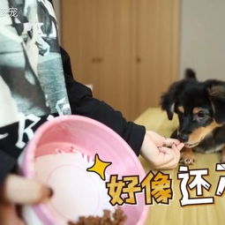 狗狗智商聪明程度大