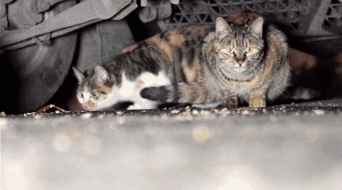 捡到流浪猫狗，要消毒吗？